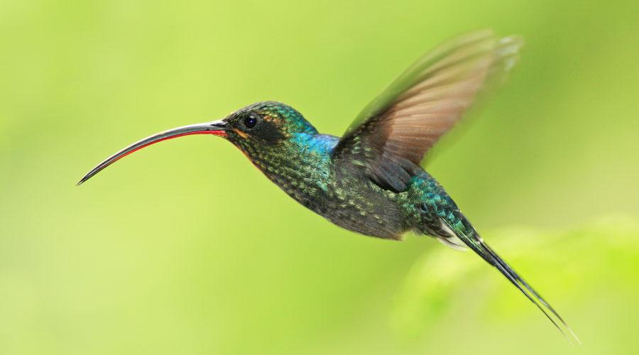 Là où se trouve la nature sauvage et la faune abondante du Costa Rica